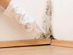 Best Environmental Consulting for Mold Prevention  in USA